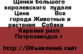 Щенки большого (королевского) пуделя › Цена ­ 25 000 - Все города Животные и растения » Собаки   . Карелия респ.,Петрозаводск г.